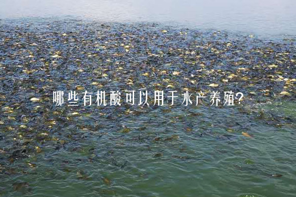 哪些有機酸可以用于水產(chǎn)養(yǎng)殖？