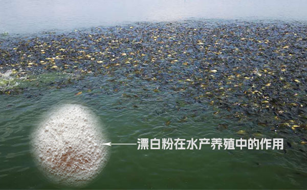 漂白粉在水產養(yǎng)殖中的作用