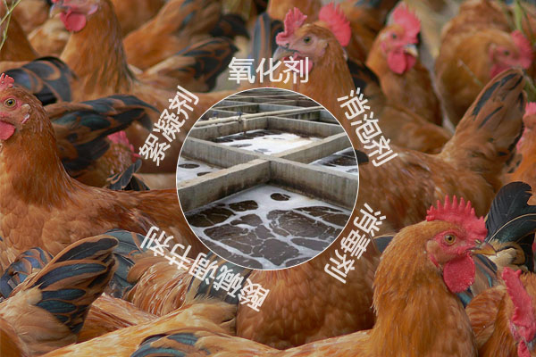 養(yǎng)雞場污水處理工藝流程及常用的化工原料有哪些？